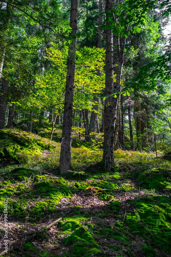 Sunlit Forest With Deciduous Trees in Province Carinthia In Austria