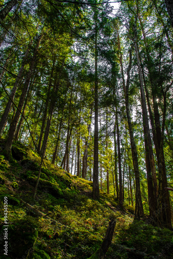 Sunlit Forest With Deciduous Trees in Province Carinthia In Austria Sunlit Forest With Deciduous Trees in Province Carinthia In Austria