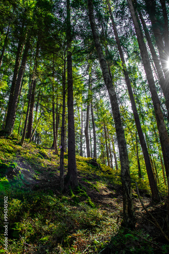 Sunlit Forest With Deciduous Trees in Province Carinthia In Austria