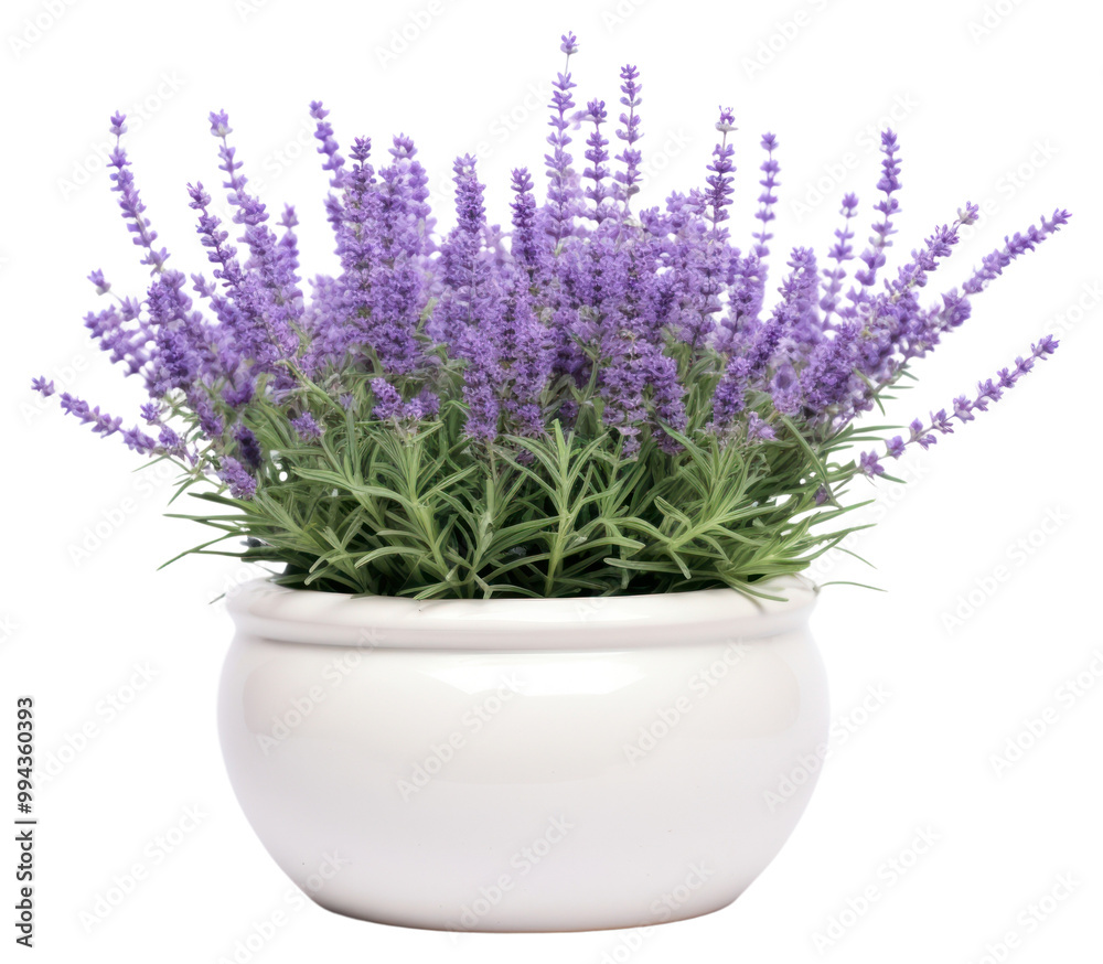PNG Lavender plant in white pot PNG Lavender plant in white pot