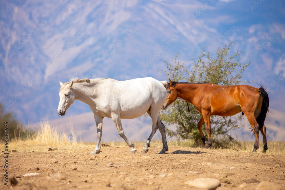 A herd of horses graze in the meadow in summer, eat grass, walk and frolic. Pregnant horses and foals, livestock breeding concept. A herd of horses graze in the meadow in summer, eat grass, walk and frolic. Pregnant horses and foals, livestock breeding concept.