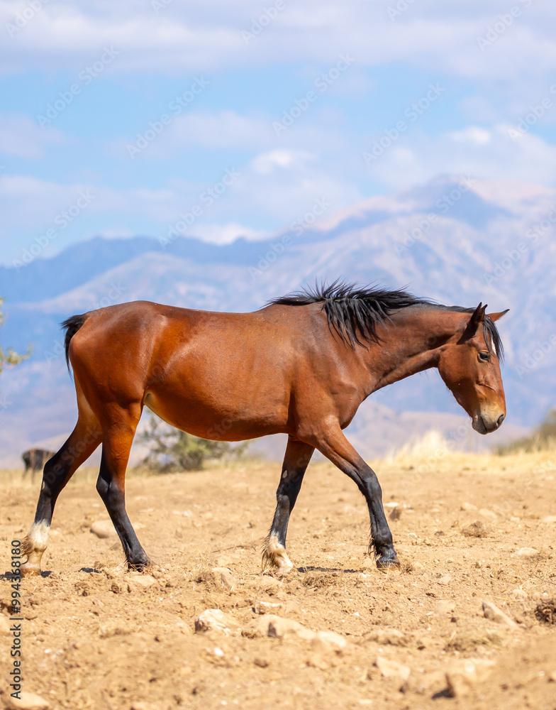 Obraz premium A herd of horses graze in the meadow in summer, eat grass, walk and frolic. Pregnant horses and foals, livestock breeding concept.