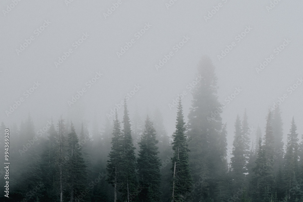 Forest in the Fog Forest in the Fog