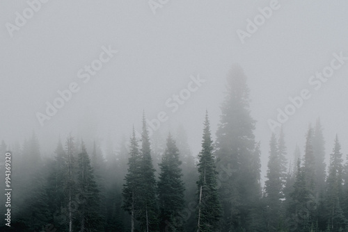 Forest in the Fog