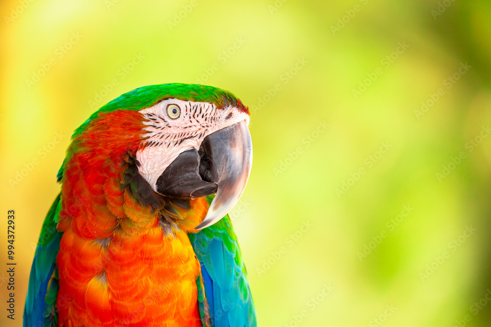 A close-up of a macaw. The multi-colored parrot sits on a perch. The background is blurred, which emphasizes the bird's bright colors. A close-up of a macaw. The multi-colored parrot sits on a perch. The background is blurred, which emphasizes the bird's bright colors.
