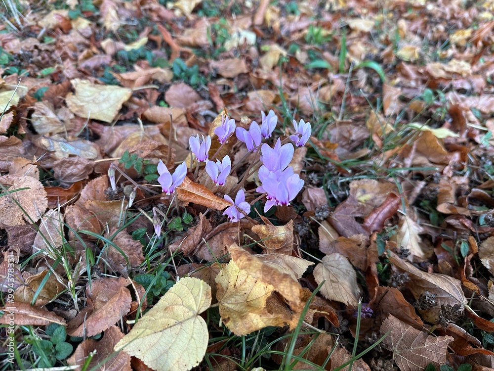 petite fleur violettes sauvages