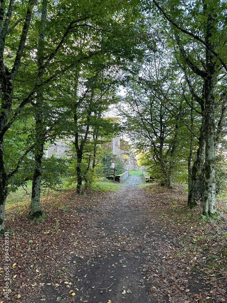Allée bordée d'arbres