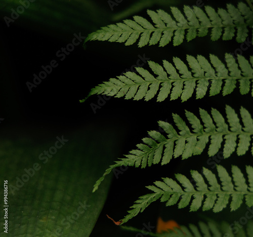 fern in the forest
