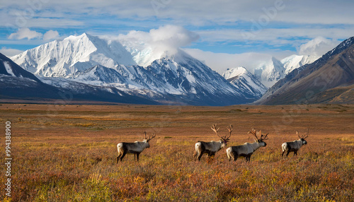 Tundra Landscape of Denali National Park