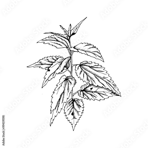 a black and white linear illustration of nettle