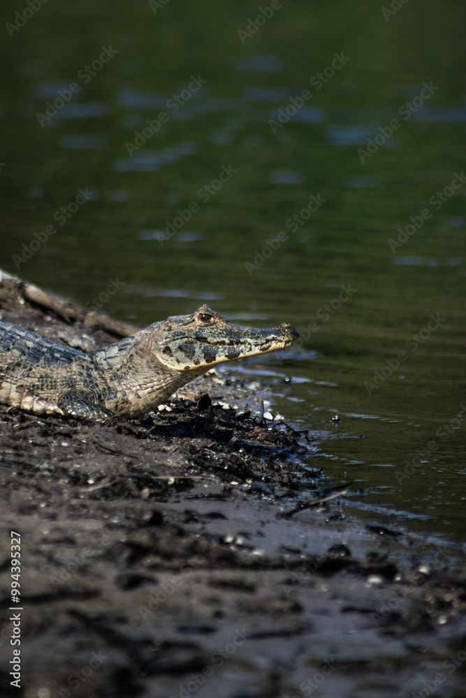 alligator in the water alligator in the water