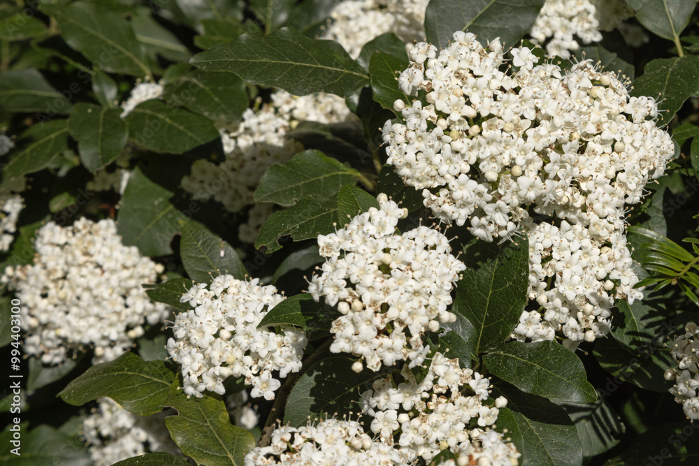 Fleurs de Viburnum tinus Fleurs de Viburnum tinus