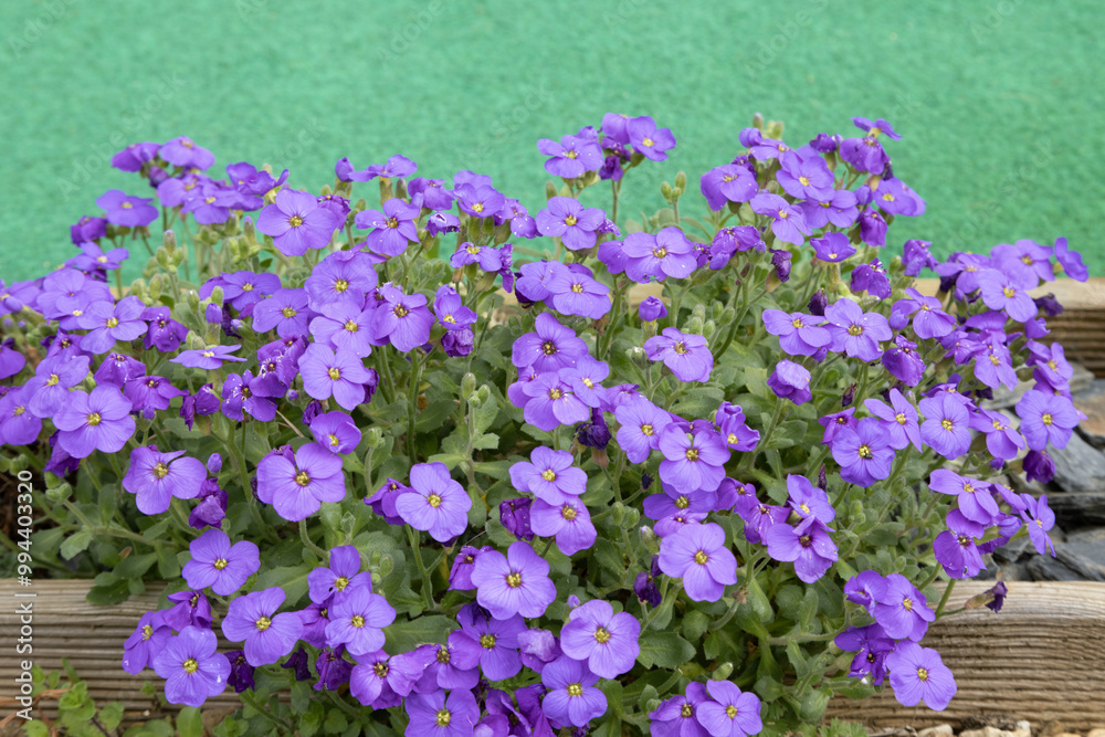 Fototapeta premium Aubrieta royal blue 