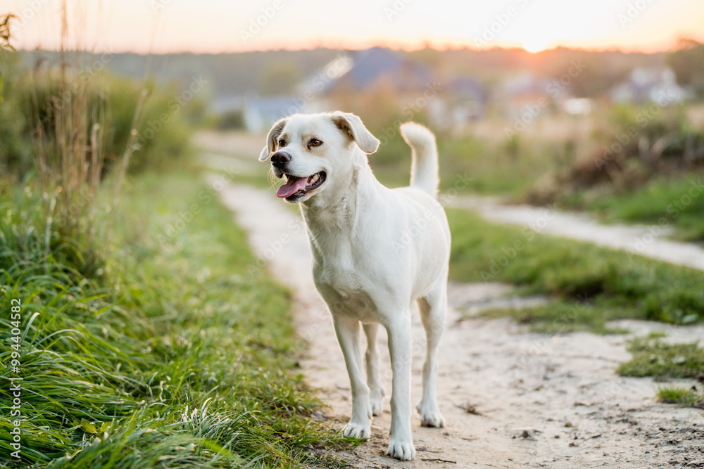 Friendly Mixed-Breed Dog on a Walk in a Meadow at Golden Hour Friendly Mixed-Breed Dog on a Walk in a Meadow at Golden Hour
