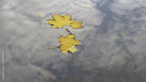 Yellow autumn leaves lie on the water surface and slowly float away, out of the frame. Close up of the isolated maple leaves quietly glide across the sky reflected in clean water.