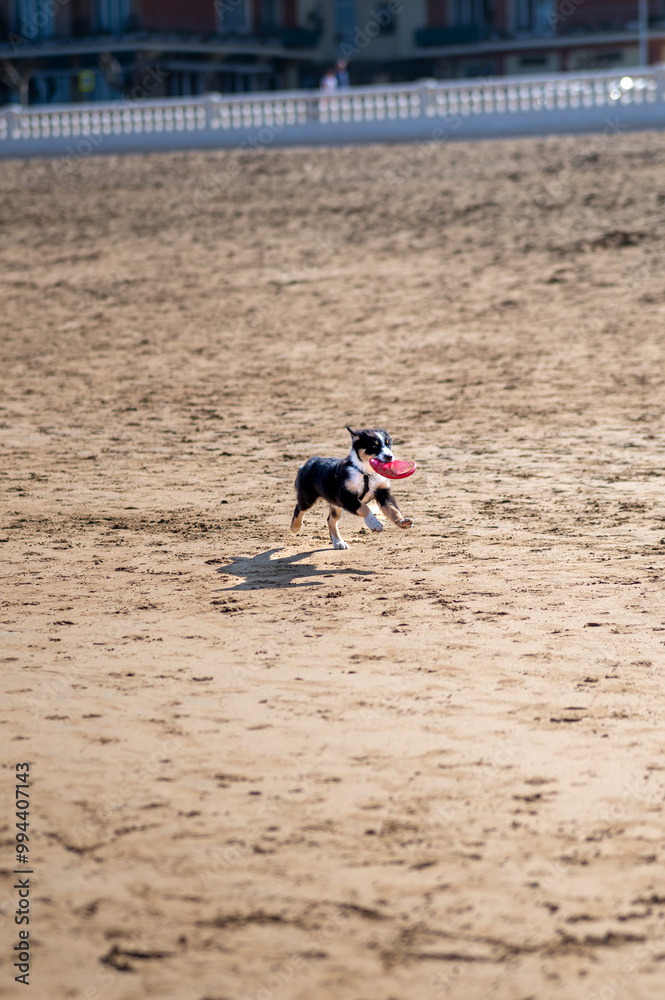 dog playing frisbee at sunset in the beach dog playing frisbee at sunset in the beach