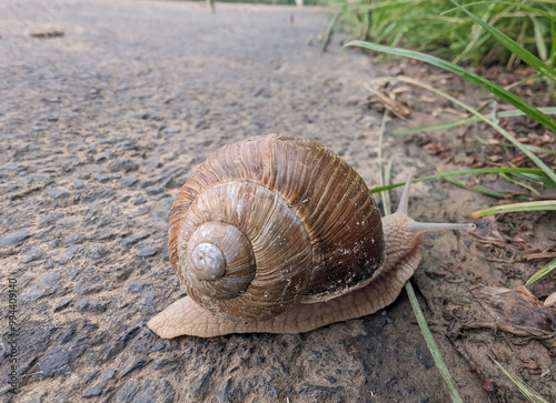 Grapevine snail on asphalt concrete photo