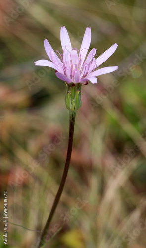 Scorzonera rosea grows in alpine and subalpine meadows photo