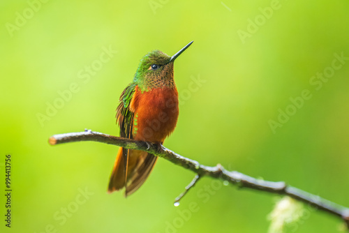 Chestnut-breasted Coronet - Boissonneaua matthewsii, green and red or rufous hummingbird in brilliants, Heliantheini in Lesbiinae, found in Colombia, Ecuador and Peru, bird on green background. photo