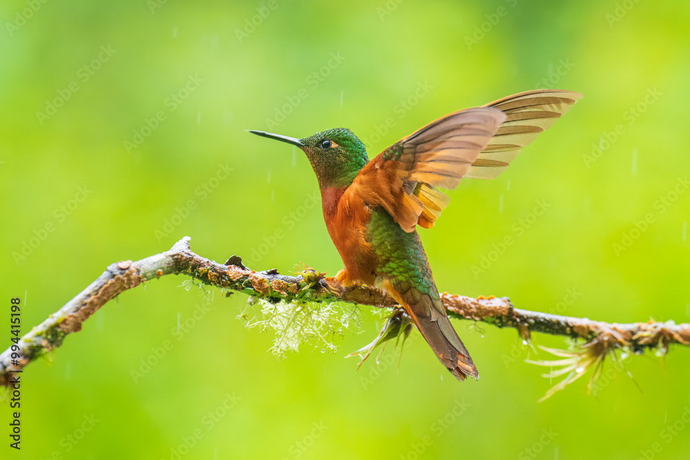 Fototapeta premium Chestnut-breasted Coronet - Boissonneaua matthewsii, green and red or rufous hummingbird in brilliants, Heliantheini in Lesbiinae, found in Colombia, Ecuador and Peru, bird on green background.