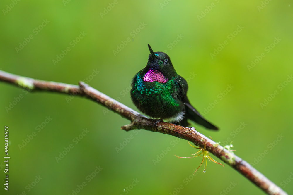 Fototapeta premium Green back with pink or violet shining throat male of Tourmaline Sunangel Heliangelus exortis hummingbird perched on mossy twig, displays pink throat, blurred branches in background. Male, Side view.
