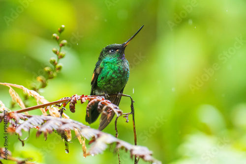 Buff-winged Starfrontlet - Coeligena lutetiae hummingbird in the brilliants, tribe Heliantheini in subfamily Lesbiinae, found in Colombia, Ecuador and Peru, flying bird on green background.
