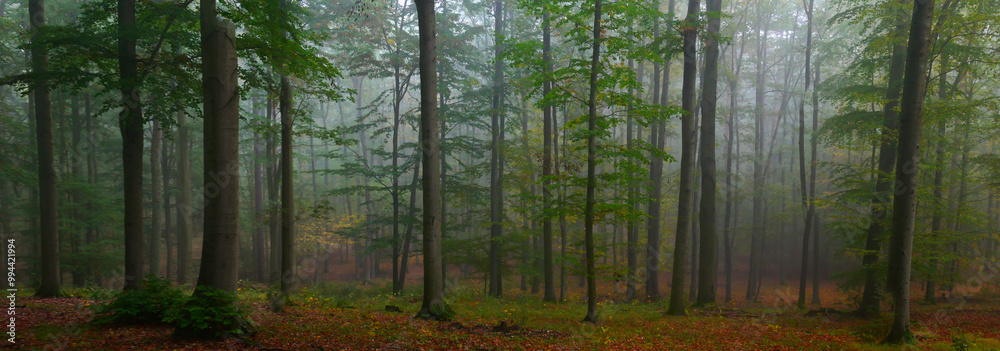 Green foggy forest during autumn day with green foliage Green foggy forest during autumn day with green foliage