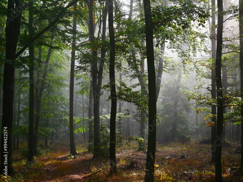 Creepy mysterious green foggy forest during autumn day with forest road and green foliage
