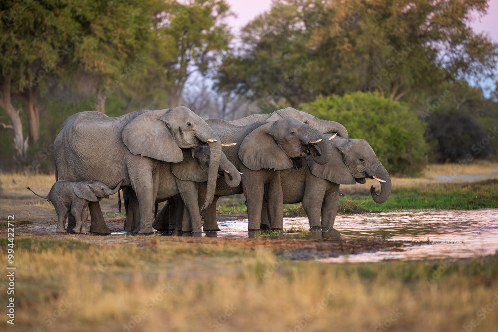 Fototapeta premium Elephants with baby in Moremi game reserve Africa, Family of Elephants , Elefants taking a bath in a water poolwith mud, eating green grass. African Elephants in landscape, green Africa, Botswana, 