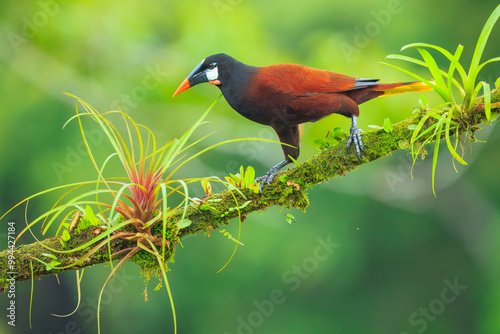 Montezuma Oropendola - Psarocolius montezuma, beautiful brown bird from Central America forest, Costa Rica. photo