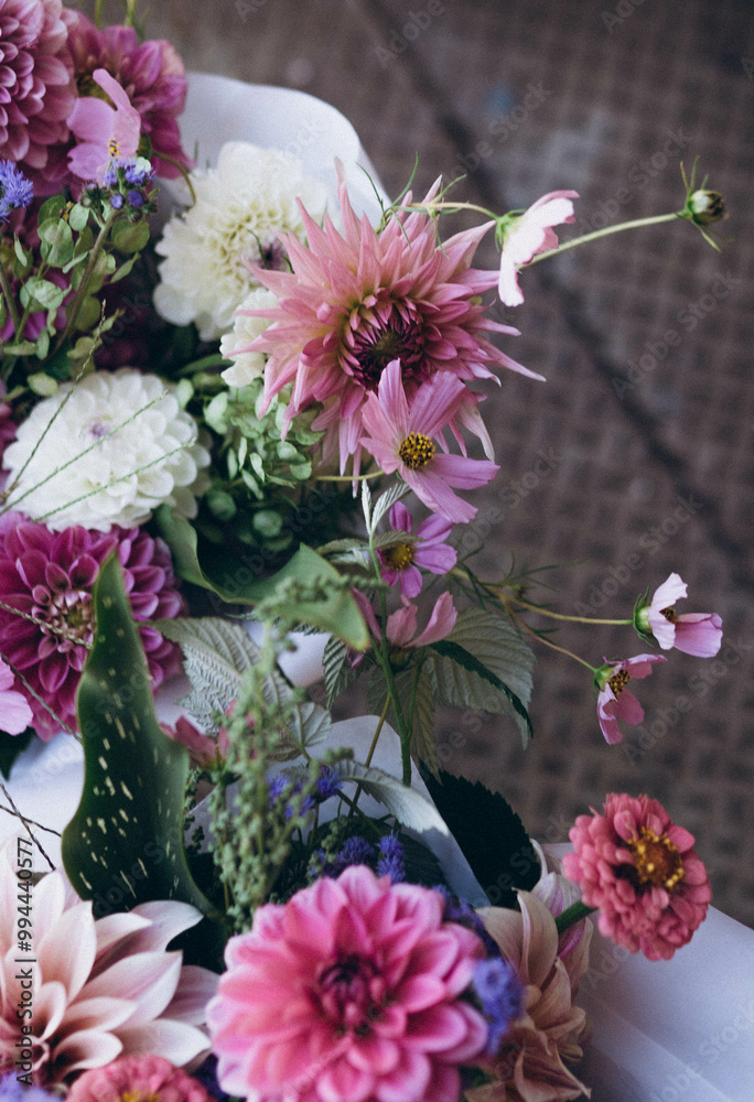 Obraz premium pink dahlia flower