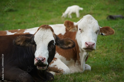 Wallpaper Mural Two cows lying side by side in the grass Torontodigital.ca