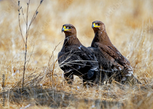 Steppe eagles on the ground 