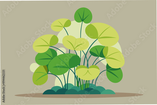 Water Creeping Jenny plant vector art illustration