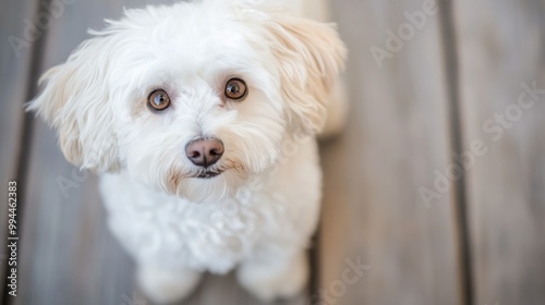 Adorable white dog sits on wooden floor, gazing curiously at the camera in br...