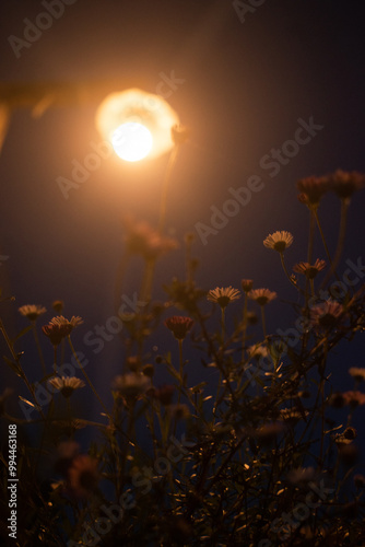 The flower under the streets