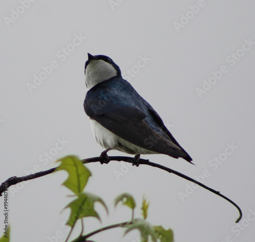 tree swallow on branch