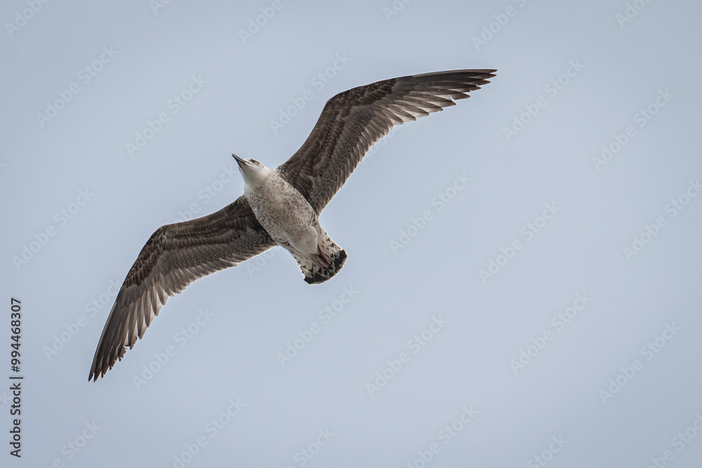 Obraz premium Gaivotas a voar sobre a Ria de Aveiro, Portugal