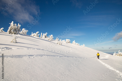 trekking in winter wonderland with snowy fir trees in the mountains photo