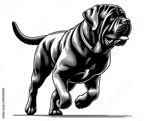 Neapolitan Mastiff in full-body, hand drawn sketch. Vector isolated on white background	
