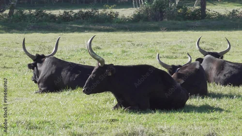 Black bulls of the Camargue, Provence, France Black bulls of the Camargue, Provence, France