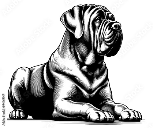 Neapolitan Mastiff in full-body, hand drawn sketch. Vector isolated on white background	