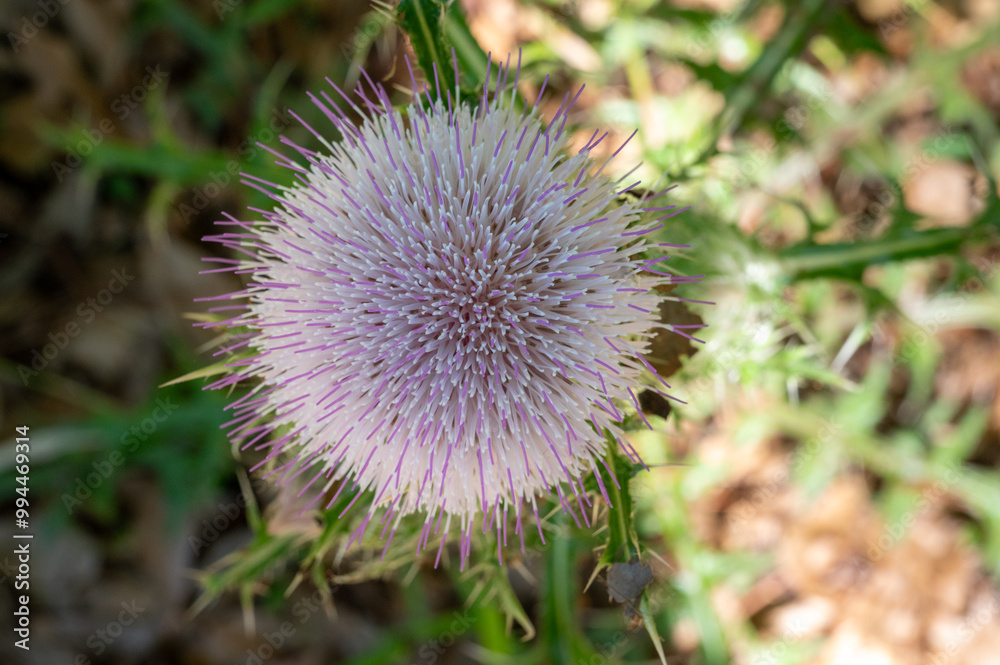Purple Thistle With Bristles In The Home Landscape Purple Thistle With Bristles In The Home Landscape