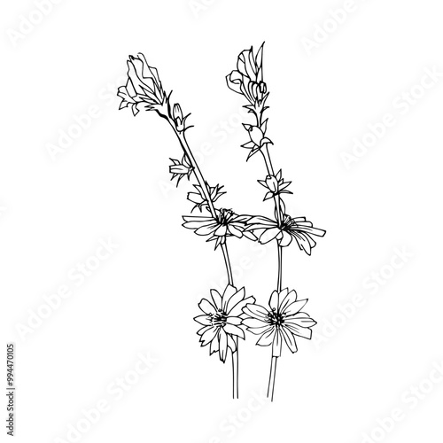 a black and white linear illustration of chicory