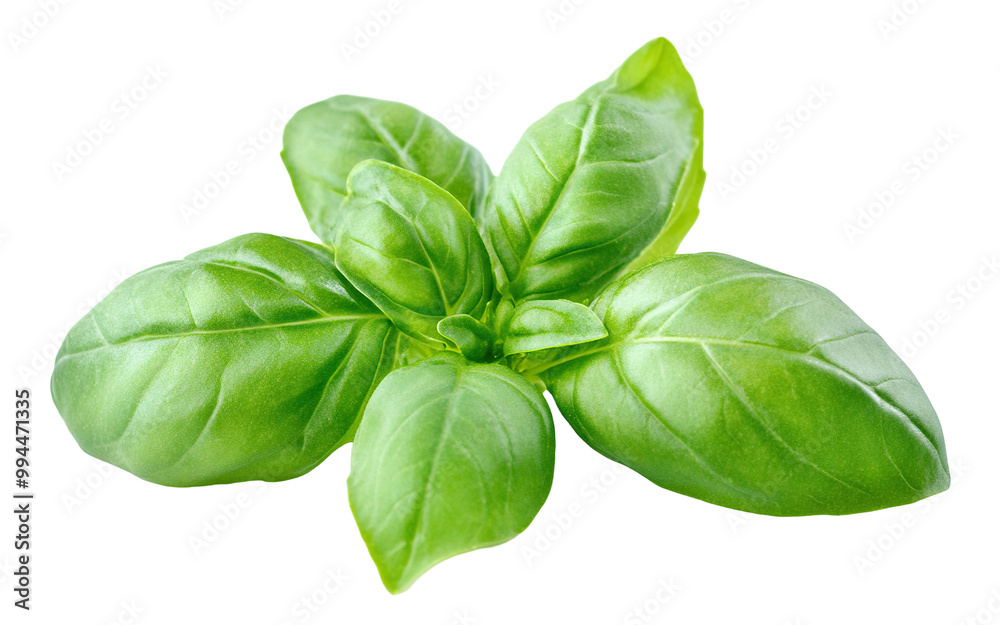 Fresh green basil leaves, isolated on transparent cutout background Fresh green basil leaves, isolated on transparent cutout background