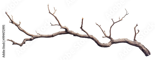 Dry tree branch with twisting limbs, isolated on transparent cutout background photo