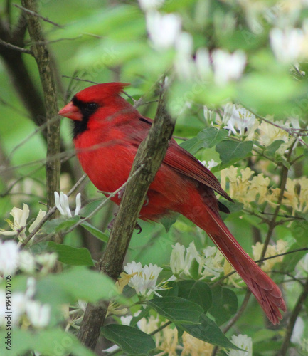 red cardinal on a branch