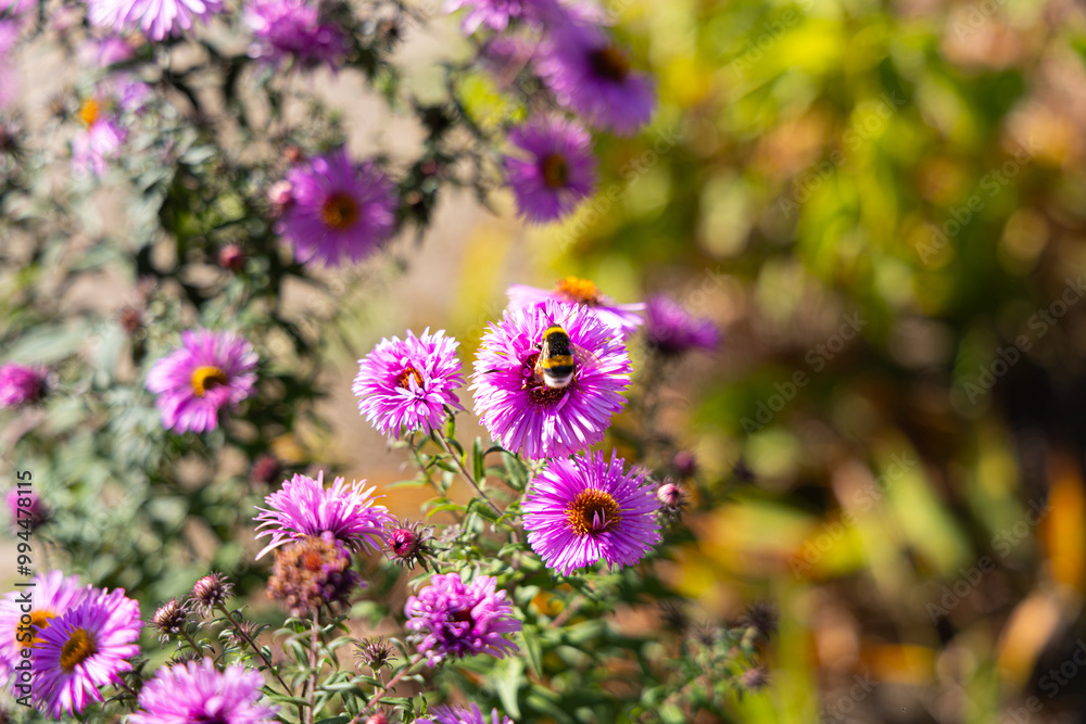 Fototapeta premium Bumblebee on vibrant purple flowers in a sunlit garden