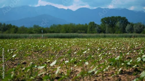 Thriving Young Soybean Plants in a Lush Field Under Bright Sunlight photo