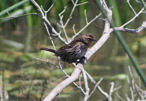 female red-winged blackbird on a branch